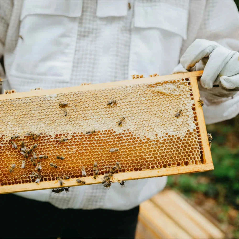 Včelařství Domovina Banány v medu